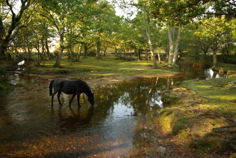 The Knightwood Oak A Luxury King Size En-Suite Space - Lymington New Forest With Totally Private Entrance - Key Box Entry - Free Parking & Private Outdoor Seating Area - Town ,Shops , Pubs & Solent Way Walking Distance & Complimentary Breakfast Items Exteriör bild